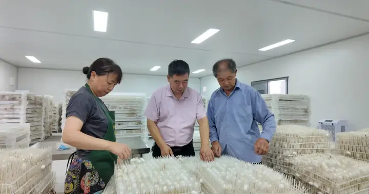天山的桑叶养“活”江南蚕宝宝！怎么做到的？