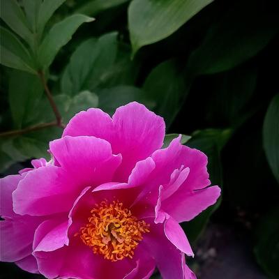 铁骑无声：我们