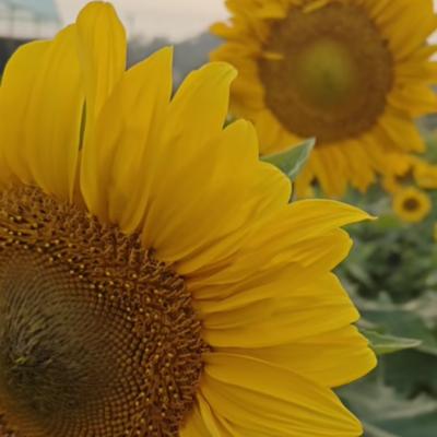 廖土全：，为自己而活