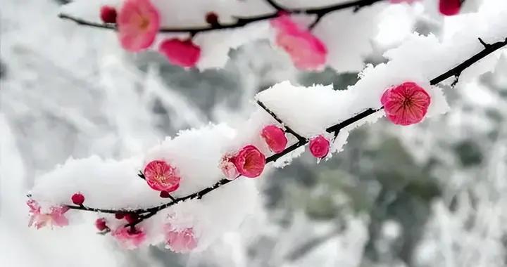 香中别有韵 清极不知寒——崔道融《梅花》赏析