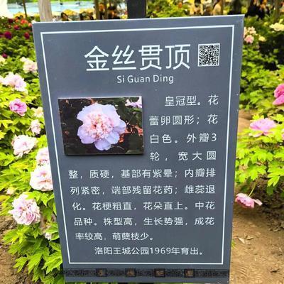 一往无前百香果Z：举世无双，洛阳独有