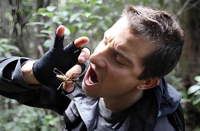 为什么人类没有像其他灵长类动物那样，把昆虫当成主要肉食来源？