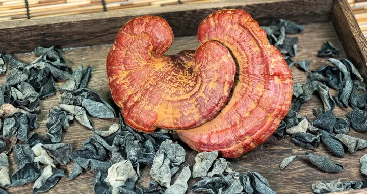 买了灵芝不会吃？做好这几点，营养不流失还安全