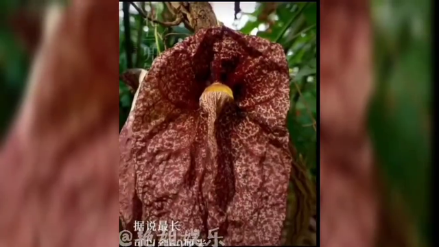 探秘深林，发现珍稀的天然宝藏！