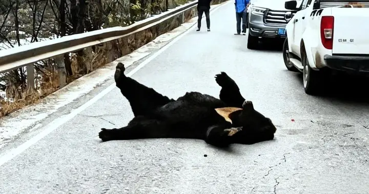 四川阿坝一公路野生黑熊躺在地上遭围观，它为何不停地扭动翻滚？