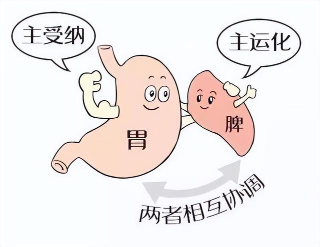 人体最低调的器官，有一个致命弱点