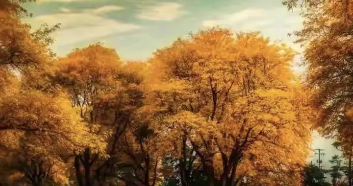 花中漫步的游人