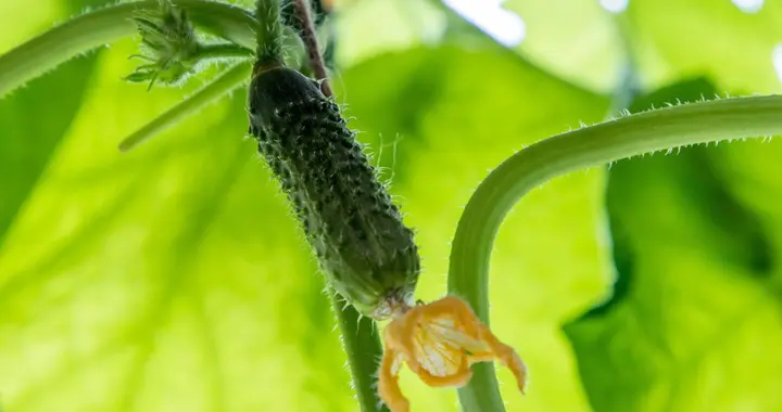 黄瓜结瓜盛期植株长势弱不结瓜怎么办