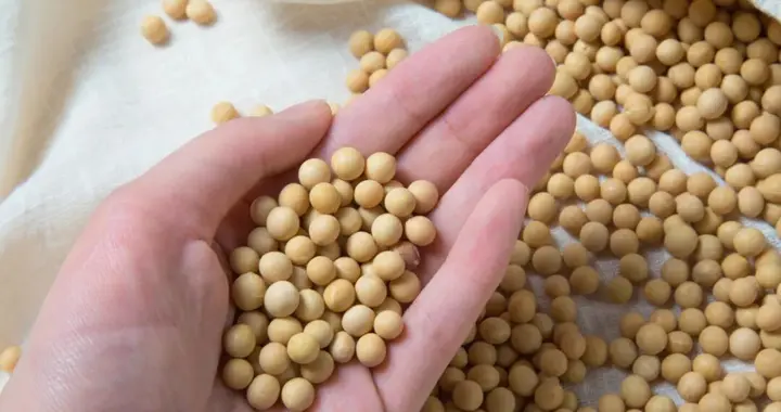 转基因大豆油致癌？院士澄清：全国8成人吃过！真相让你惊掉下巴