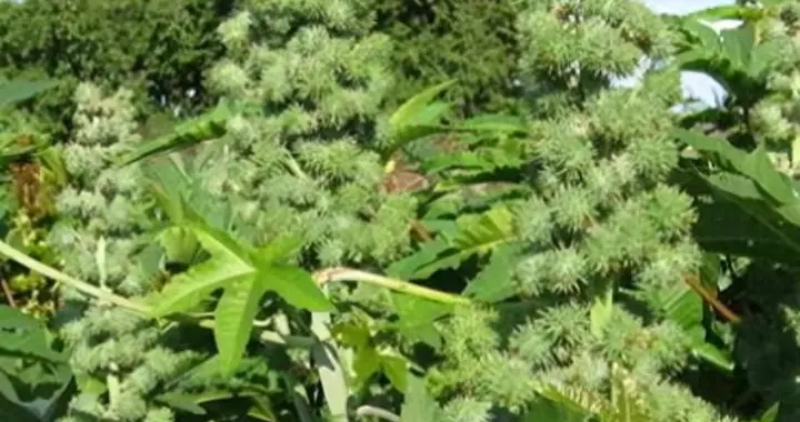 美国当宝藏着，中国当野草扔了！1400年种植史，却被印度卡脖子？