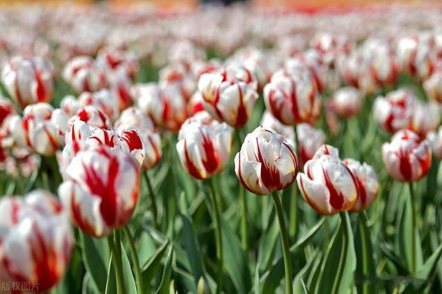 郁金香品种介绍