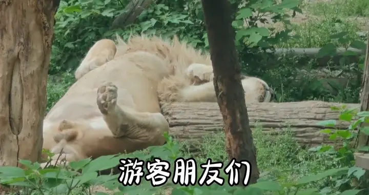 天津动物园的游客须知广播喊话，把游客都整emo了，攻击性极强