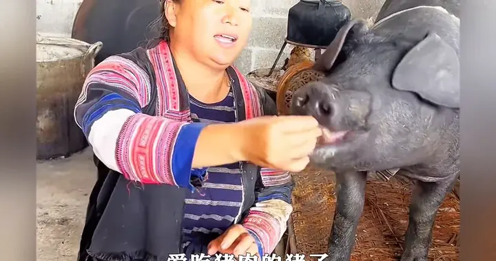 全网最通人性的猪，每天帮主人干活，偶尔还能当坐骑！
