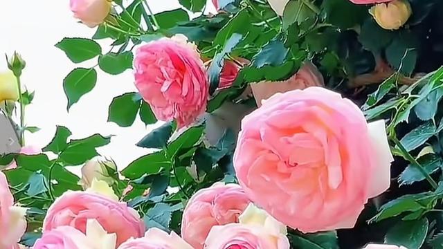 墨琴：你喜欢看AI制作的短剧吗？  我不