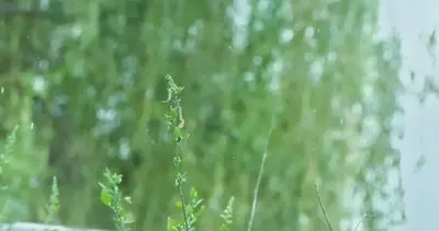 6级阵风+雨夹雪上线！西安未来7天先暖后寒，12日气温骤降6℃