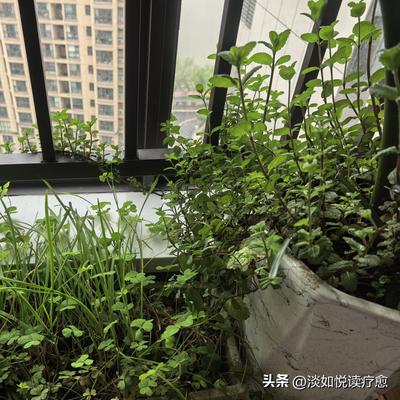 淡如悦读疗愈：我把春天邀请到家里  韭菜