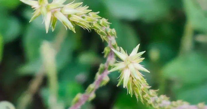 农田杂草“牛膝草”人称“草药之王”，以形命名药用价值珍贵01