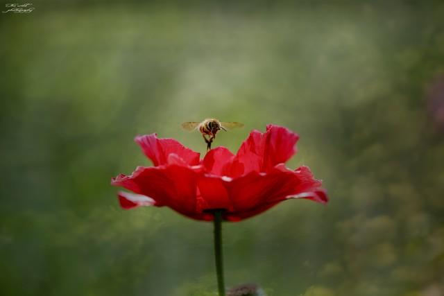 学会这3种花卉摄影技巧，你也能轻松捕捉独特之美的花朵