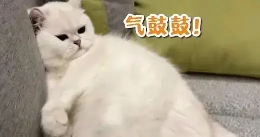 别不当回事，猫咪也会抑郁，这样做才不会贻误病情