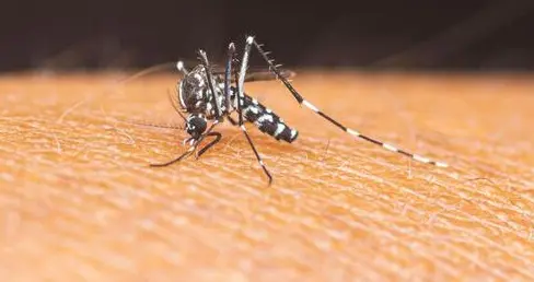 急预警！蚊子"史诗级加强"！国家突然升级"双热"防控，务必警惕！