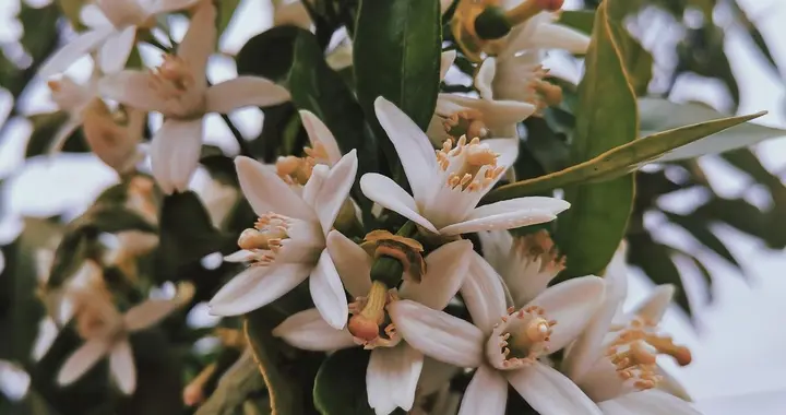 柑橘摇花这项看似简单的工作，对柑橘的保果稳产有着重要作用。