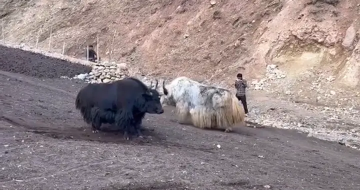 牦牛打架才是力量的较量!上千万网友都在感叹!牦牛打架刺激
