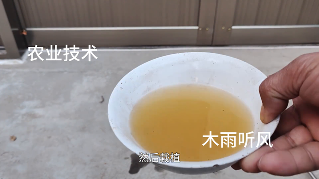 自制生根剂的简单配方