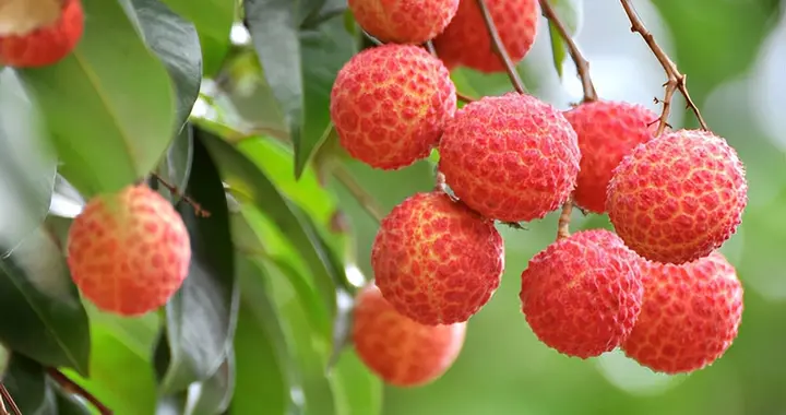 一湾荷叶碧于水 两岸荔枝红似花——清代咏荔枝诗赏析