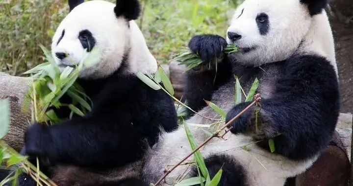 台湾有3只熊猫，原本一家4口，如今被日本议员盯上，想以物换物