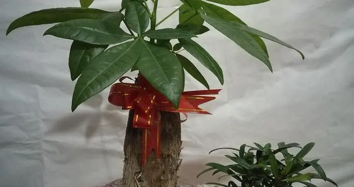发财树卷叶别乱救！找准3个原因，快速恢复翠绿挺拔