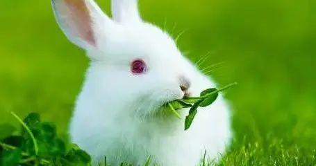 生肖运势-卯兔（12月21日）