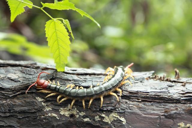 老祖宗的急救智慧+现代救命技巧，这份旅游急救宝典关键时刻保命