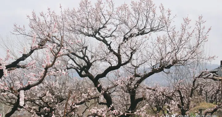 不是林芝，在西安！雪山下的村落被花海包围，美到失语