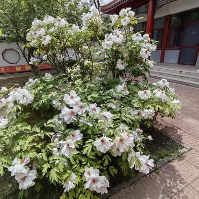 李强87466：牡丹花开，那场面简直绝了