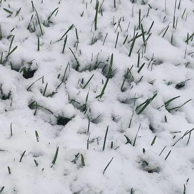 重庆人在长春：四月的长春一夜间回到了冬天