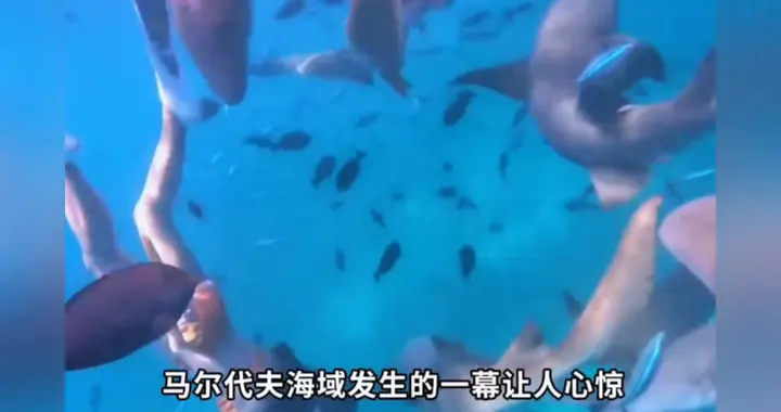 《惊魂！女子生理期潜水，竟遭鲨鱼突袭咬伤！》