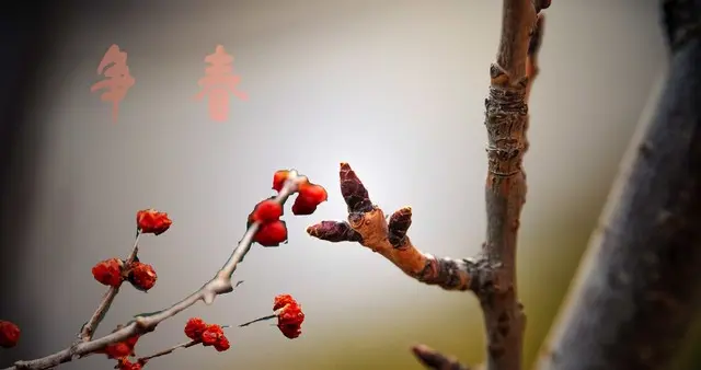 子贡：用一辆马车运走半部《春秋》，靠一张嘴撬动七国政局！