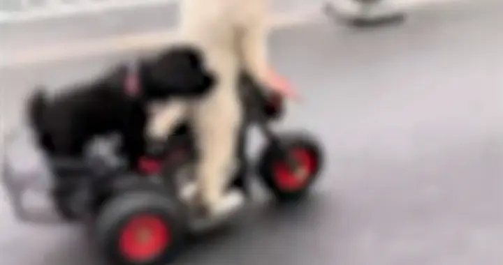 狗骑电动车带同伴兜风？淮安警方：头一回见