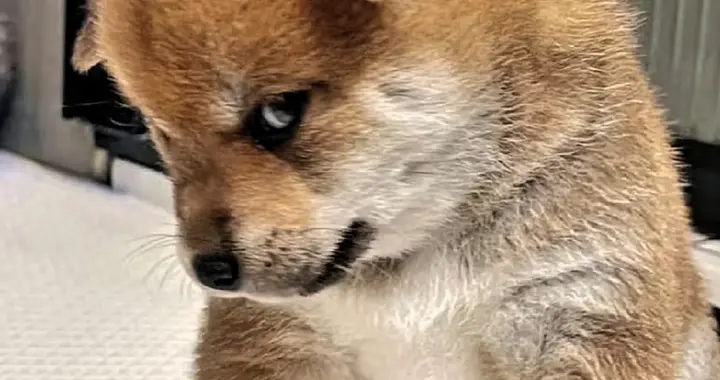 人仗狗势才是硬道理，村口大狗都认亲