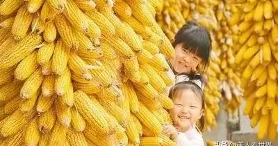 散文——背篓里的秋光，又到掰玉米的季节