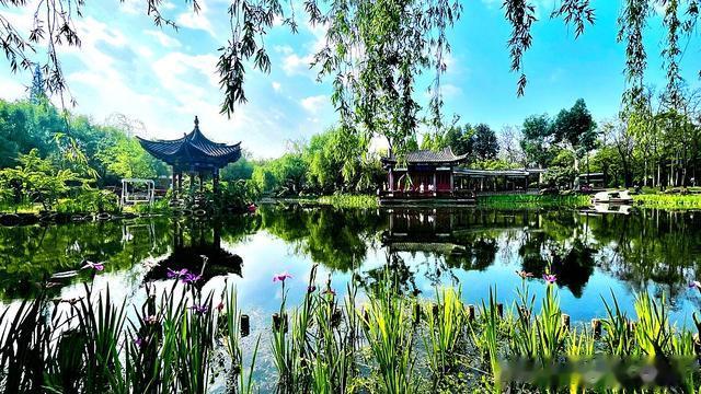 昆明西华公园——鸢尾花开的季节