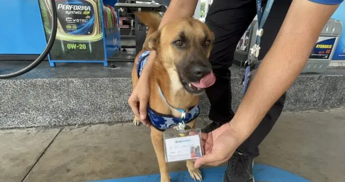 戴工牌的加油站狗狗员工走红泰国网络