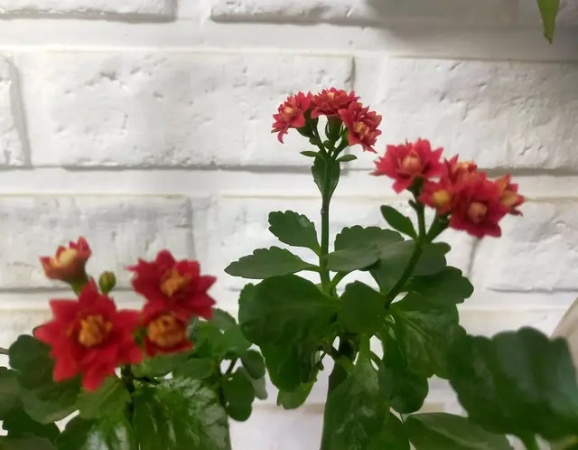 50岁的慢生活：这几天手指关节隐隐胀痛，不知道是不是更年期了