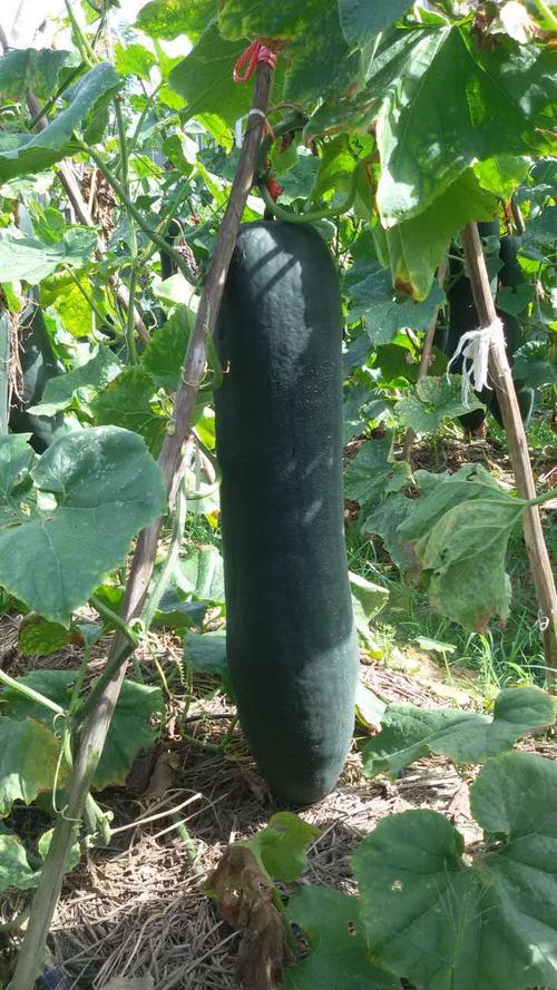 “8月吃一瓜，中药不用抓”，一养肾，二清热，三祛湿，鲜嫩营养