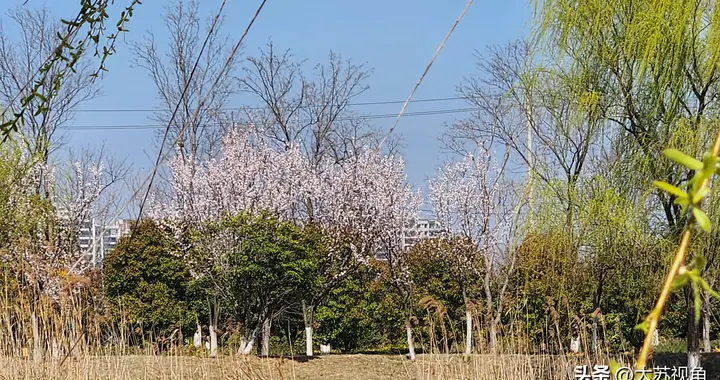 江苏今天飙到20℃明天就暴跌，连下几天雨！春捂攻略必看