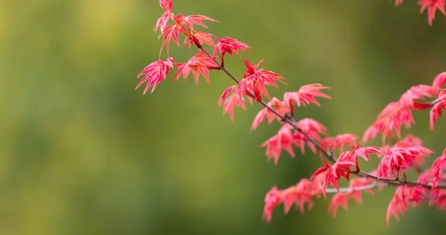 微诗歌‖夕阳红枫