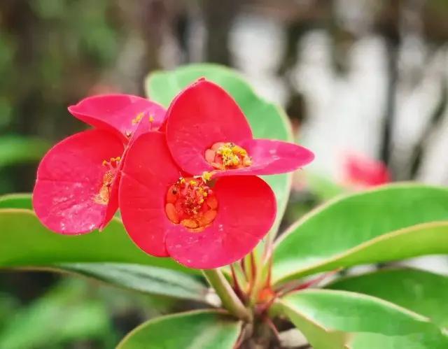 【用人智慧｜宁用有瑕疵的雄鹰，不养无缺点的家雀】