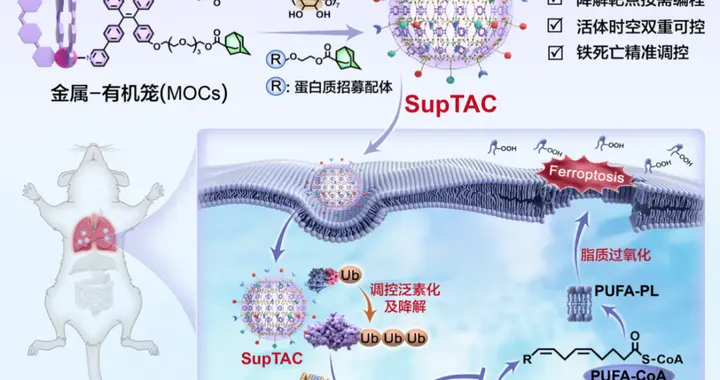 超分子靶向嵌合体技术实现蛋白质精准降解 | 科技前线