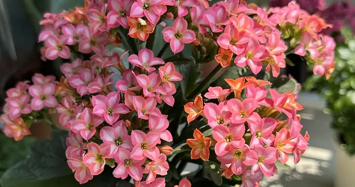 8月份，这8种花千万别乱剪，剪过的人肠子都悔青了！