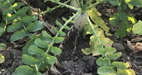 到了五月份哪些蔬菜能继续种植？哪些不能再种了？盲目种植准吃亏